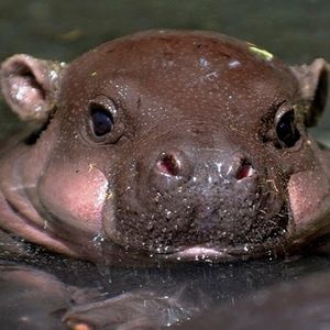 Meet your Posher, Sylvia